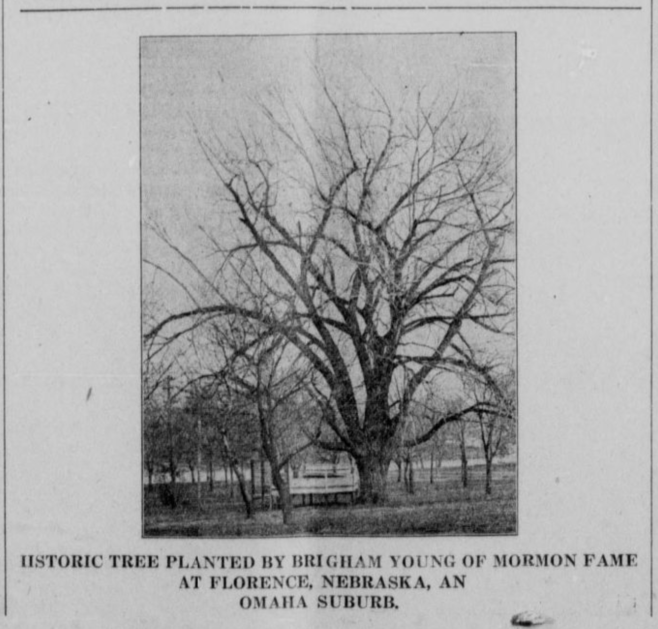 Mormon Tree, Florence, Nebraska 1920
